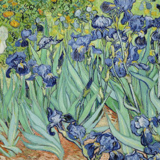 Dutch Irises